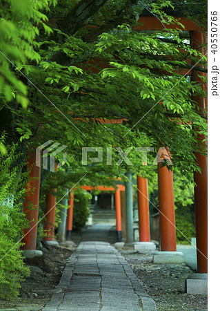 初夏の竹中稲荷神社 初夏の竹中稲荷神社 40550766