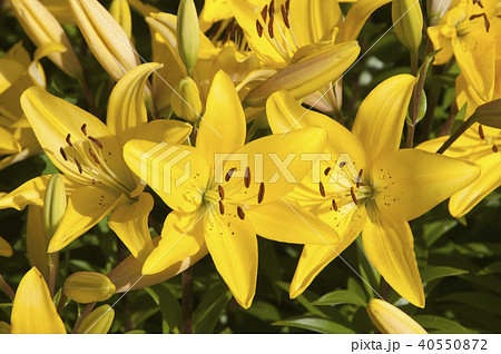Yellow lily 40550872