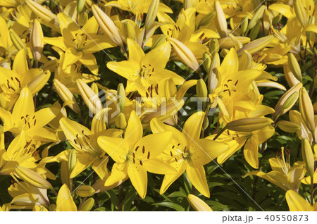 Yellow lily 40550873