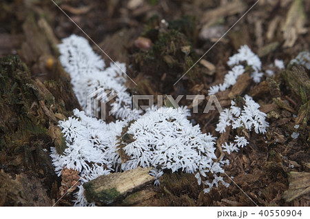Ceratiomyxa fruticulosa 40550904