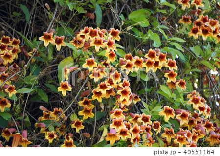 ツリガネカズラの写真素材