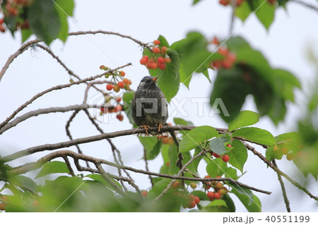 サクランボの木の上のムクドリ サクランボの木の上のムクドリ 40551199