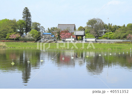 館林市つつじが岡公園　城沼と善長寺 40551352