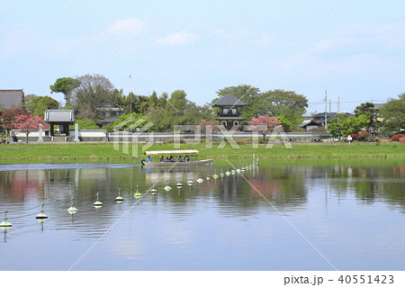 館林市つつじが岡公園 城沼と善長寺の鐘楼堂と遊覧船 館林市つつじが岡公園 城沼と善長寺の鐘楼堂と遊覧船 40551423