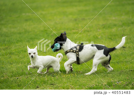 A Jack Russel and a Chihuahua play together 40551483