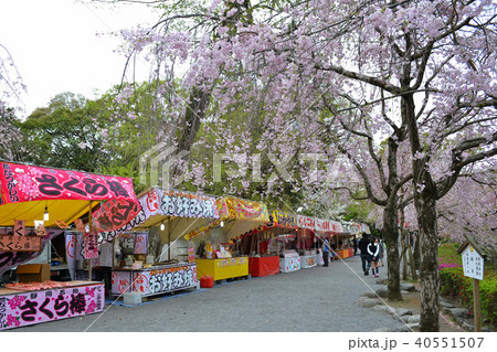 三島大社の桜　お祭りの出店屋台 40551507