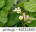 苺の花 40551660