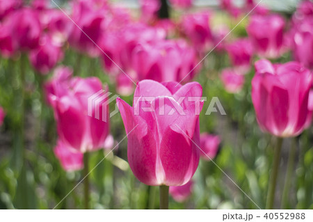 ピンクのチューリップ 40552988