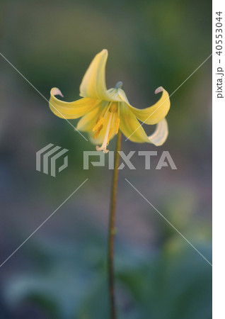 エリスロニウム エリスロニウム 40553044