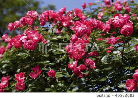 カップ咲きローズ　ガーデンのバラ 40553082