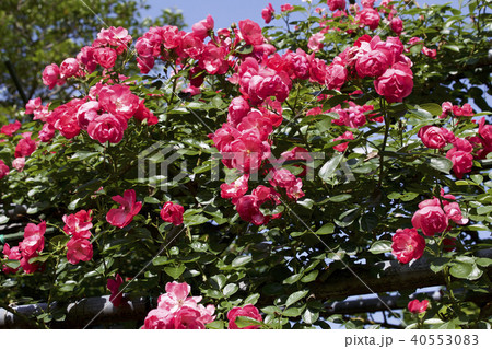 カップ咲きローズ　ガーデンのバラ 40553083