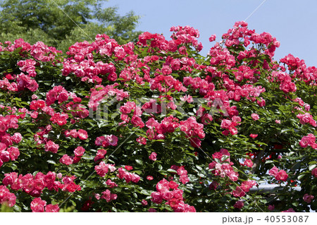 カップ咲きローズ　ガーデンのバラ 40553087