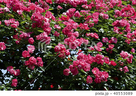 カップ咲きローズ　ガーデンのバラ 40553089