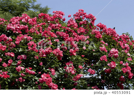 カップ咲きローズ　ガーデンのバラ 40553091