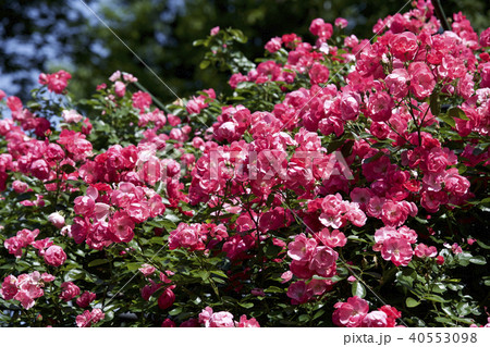 カップ咲きローズ　ガーデンのバラ 40553098