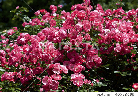 カップ咲きローズ　ガーデンのバラ 40553099