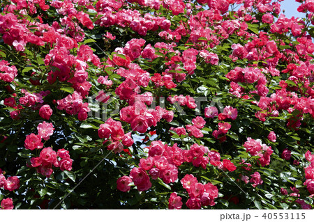 カップ咲きローズ　ガーデンのバラ 40553115