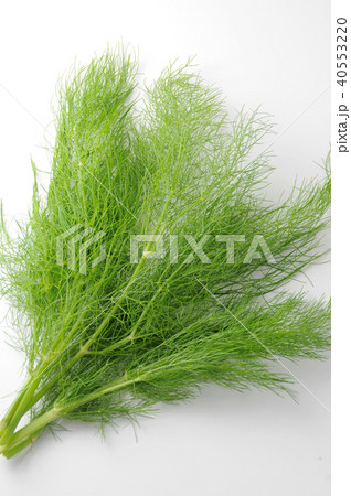 フローレンスフェンネル フローレンスフェンネル 40553220