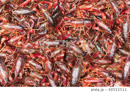 Bunch of living procambarus clarkii crayfishes 40553511