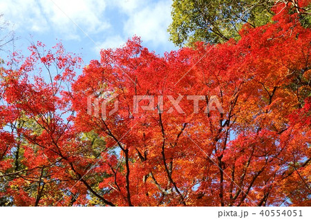 紅葉 紅葉 40554051