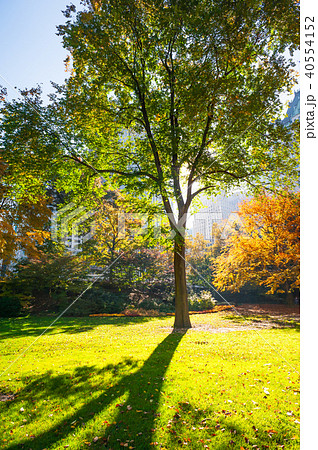 Autumn trees against sun in Central Park 40554152