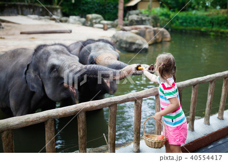 Kids feed elephant in zoo. Family at animal park. Kids feed elephant in zoo. Family at animal park. 40554417
