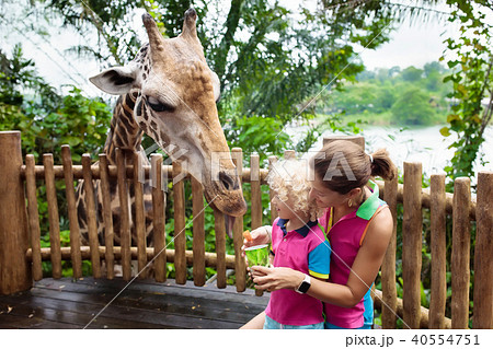 Kids feed giraffe at zoo. Family at safari park. 40554751