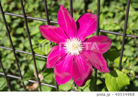 星のフラメンコ 40554968