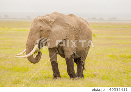 Huge elephant isolated on the trail 40555411