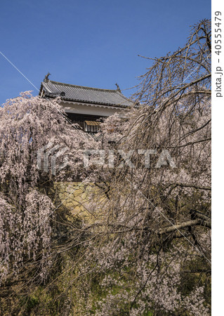 信州 長野県上田市 上田城跡の桜と北櫓の写真素材