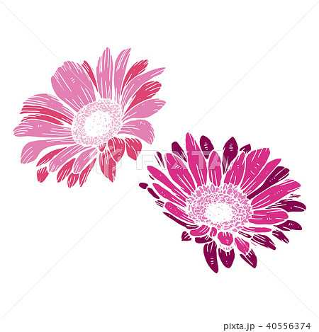 Cute pink daisies isolated on white background.  40556374