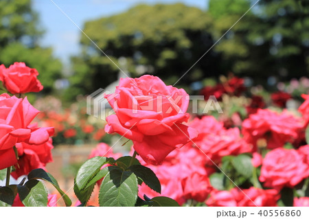 バラの花 バラの花 40556860