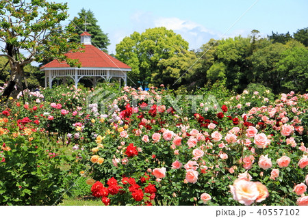 敷島公園バラ園（群馬県前橋市） 40557102