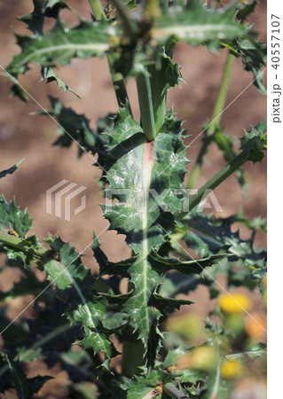 オニノゲシの葉 オニノゲシの葉 40557107