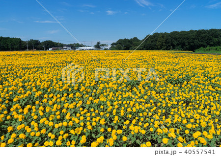 ヒマワリ畑 40557541