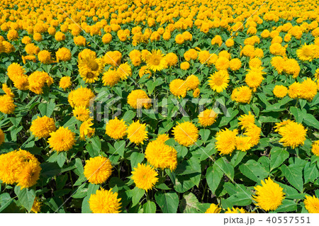 ヒマワリ畑 40557551