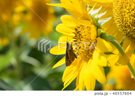 イチモンジセセリとヒマワリ イチモンジセセリとヒマワリ 40557604