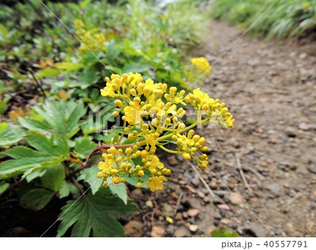 本白根山の高山植物 40557791