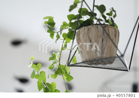 ハンキングプランター アイビーの写真素材