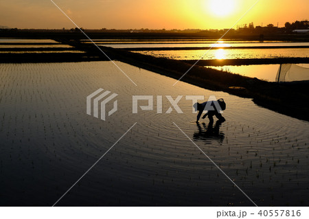 夕日と田植え 夕日と田植え 40557816