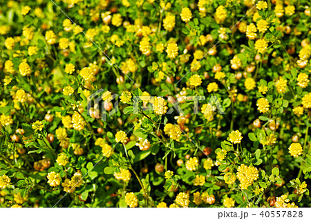 クスダマツメクサの黄色い花の写真素材