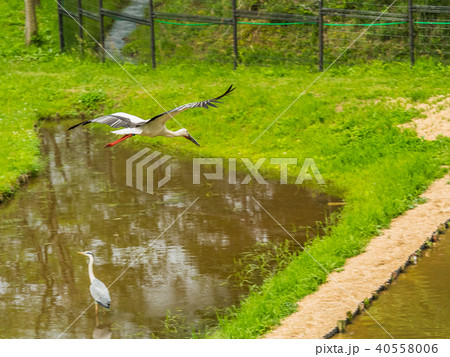 大空を舞うコウノトリ コウノトリの郷公園 大空を舞うコウノトリ コウノトリの郷公園 40558006