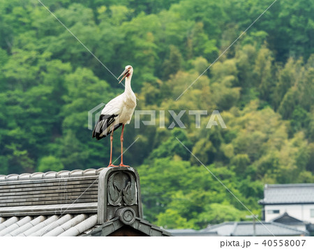 大空を舞うコウノトリ　コウノトリの郷公園 40558007