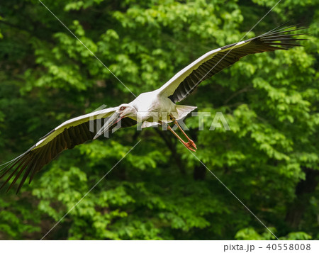 大空を舞うコウノトリ　コウノトリの郷公園 40558008