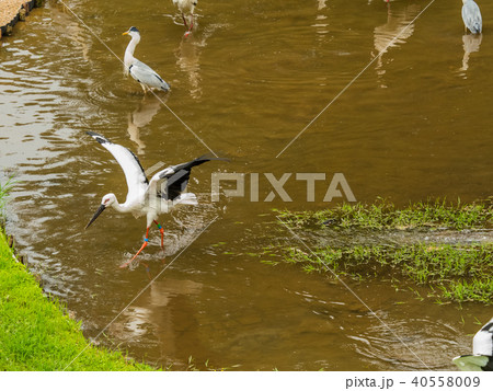 大空を舞うコウノトリ　コウノトリの郷公園 40558009