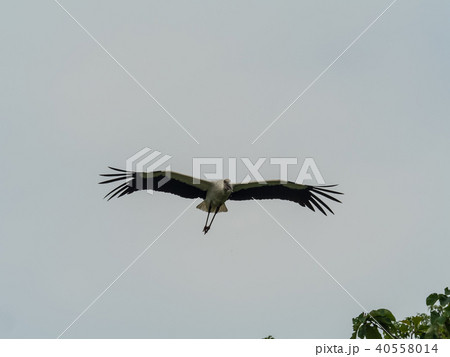 大空を舞うコウノトリ　コウノトリの郷公園 40558014