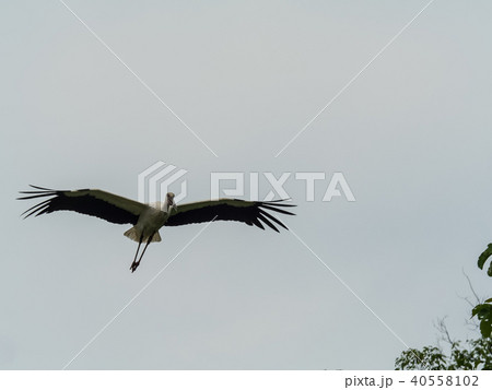 大空を舞うコウノトリ コウノトリの郷公園 大空を舞うコウノトリ コウノトリの郷公園 40558102