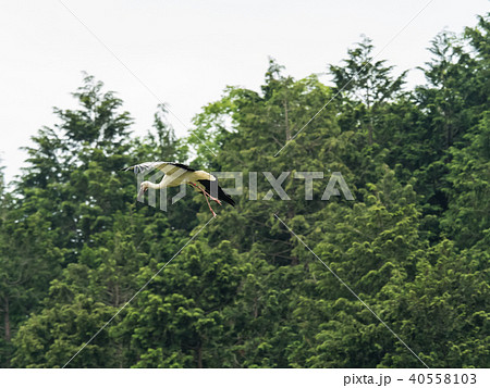 大空を舞うコウノトリ コウノトリの郷公園 大空を舞うコウノトリ コウノトリの郷公園 40558103