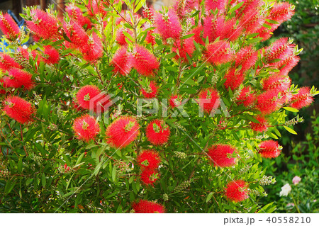 ブラシノキ（ブラシの木） 40558210