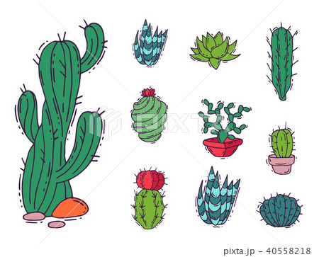 Cactus home nature vector illustration of green plant cactaceous tree with flower 40558218